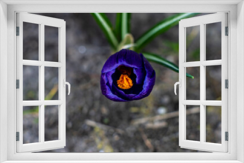 Fototapeta Naklejka Na Ścianę Okno 3D - Krokusy, wiosenne krokusy, wiosenne kwiaty sucha trawa kolorowe kwiaty