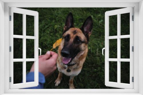 Fototapeta Naklejka Na Ścianę Okno 3D - Dog sits in green grass in park and smiles with tongue sticking out and looks attentively. Hold one autumn yellow leaf in hand and show it to German Shepherd.