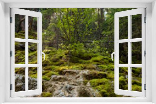 Fototapeta Naklejka Na Ścianę Okno 3D - Moss-covered pine forest in the Rocky Mountains