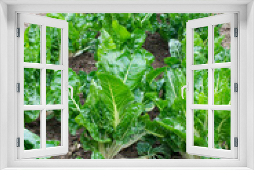Fototapeta Naklejka Na Ścianę Okno 3D - Plantas de verdura, acelgas en huerto