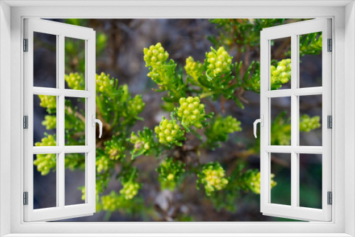 Fototapeta Naklejka Na Ścianę Okno 3D - Wild flowers 