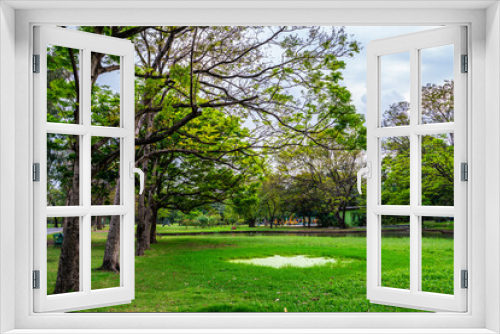 Fototapeta Naklejka Na Ścianę Okno 3D - Green meadow grass in tree park against blue sky