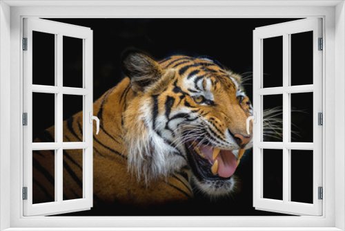 Fototapeta Naklejka Na Ścianę Okno 3D - Indochinese tiger roaring on black background.