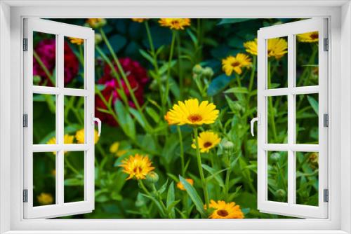 Fototapeta Naklejka Na Ścianę Okno 3D - Calendula flowers in garden