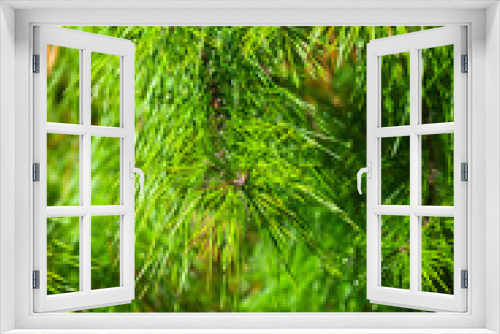Fototapeta Naklejka Na Ścianę Okno 3D - Pine tree branch, Florida, USA