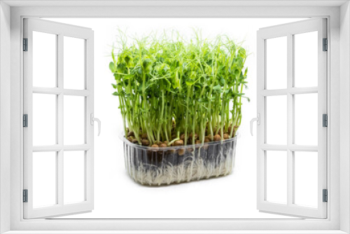 Fototapeta Naklejka Na Ścianę Okno 3D - Peas microgreens on white background. Fresh healthy sprouts. Vegan and healthy eating concept.