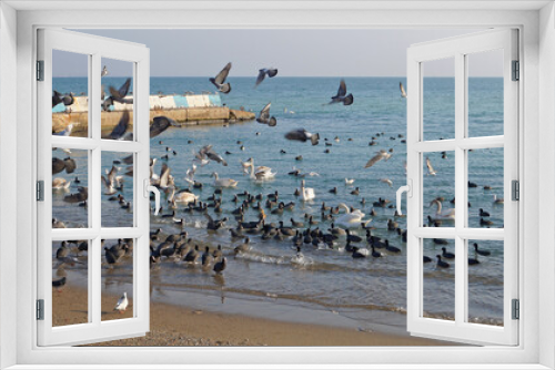 Fototapeta Naklejka Na Ścianę Okno 3D - Swans and ducks with black feathers sitting on the water in the sea on a winter sunny day