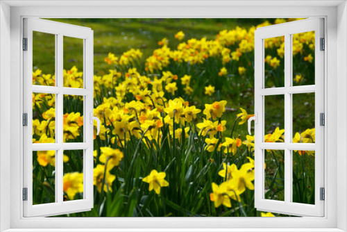 Fototapeta Naklejka Na Ścianę Okno 3D - Gelbe Narzissen im Sonnenschein, Frühblüher, Frühlingserwachen 
