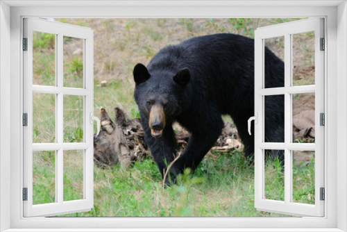 Fototapeta Naklejka Na Ścianę Okno 3D - Black Bear