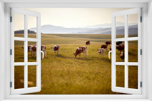Fototapeta Naklejka Na Ścianę Okno 3D - Herd of cows grazing in green meadow on a sunny day. Summertime landscape. Agriculture, grass-fed, organic concept.
