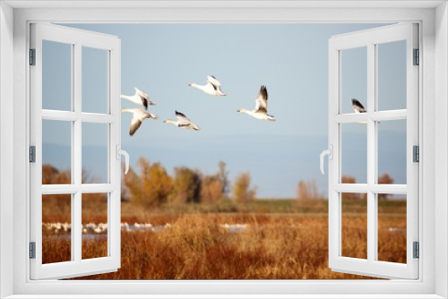 Fototapeta Naklejka Na Ścianę Okno 3D - Snow Geese in the Air
