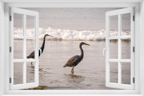 Fototapeta Naklejka Na Ścianę Okno 3D - Group of herons at sea shore at Tarkarli, Malvan