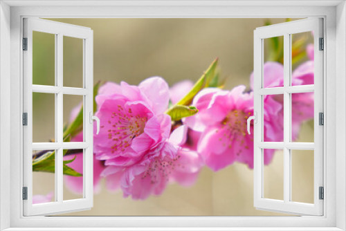 Fototapeta Naklejka Na Ścianę Okno 3D - 柔らかい色が可愛い桃の花
