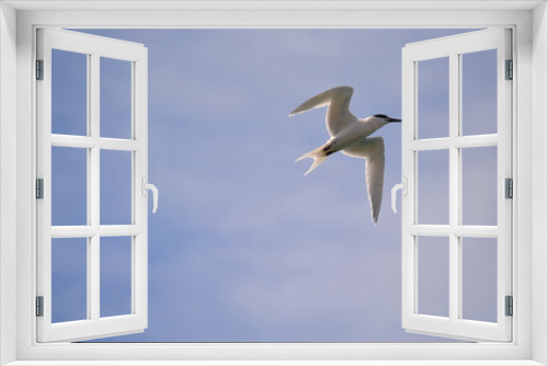 Fototapeta Naklejka Na Ścianę Okno 3D - A sandwich tern flying over the sea
