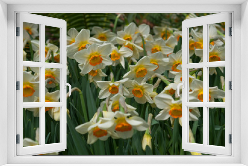 Fototapeta Naklejka Na Ścianę Okno 3D - daffodils in the garden