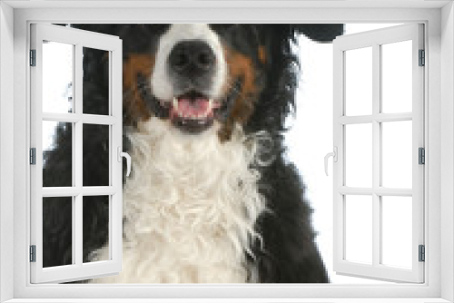 Fototapeta Naklejka Na Ścianę Okno 3D - bernese mountain dog