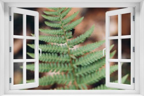 Fototapeta Naklejka Na Ścianę Okno 3D - beautiful green fern, ancient forest plant