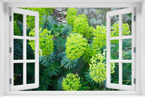 Fototapeta Naklejka Na Ścianę Okno 3D - Buisson de plantes Euphorbe, avec de la végétation et des rochers, plantation original et tropical, vert clair, avec des buissons, bien-être et santé, médical