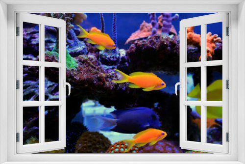 Fototapeta Naklejka Na Ścianę Okno 3D - Group of Anthias fishes family in coral reef aquarium tank