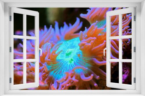 Fototapeta Naklejka Na Ścianę Okno 3D - Blue tip Elegance LPS coral - Catalaphyllia Jardinei