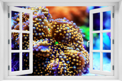 Fototapeta Naklejka Na Ścianę Okno 3D - Ricordea sp. amazing mushroom soft coral