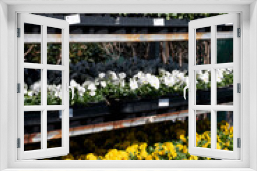 Fototapeta Naklejka Na Ścianę Okno 3D - Colorful viola pansy flowers on tray for spring garden works