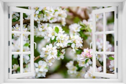 Fototapeta Naklejka Na Ścianę Okno 3D - appletree blossom branch in the garden in spring

