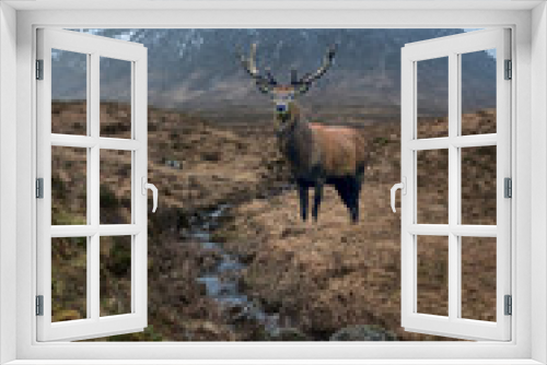 Fototapeta Naklejka Na Ścianę Okno 3D - Composite image of red deer stag in Majestic landscape Winter portrait ofn Stob Dearg Buachaille Etive Mor mountain and snowcapped peak in Scottish Highlands