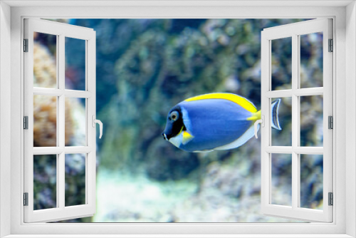 Fototapeta Naklejka Na Ścianę Okno 3D - Beautiful underwater world with tropical fishs