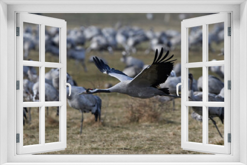 Fototapeta Naklejka Na Ścianę Okno 3D - Common crane (Grus grus)