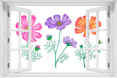 Fototapeta Naklejka Na Ścianę Okno 3D - Cosmos flower set. Watercolor illustration, isolate on a white background.