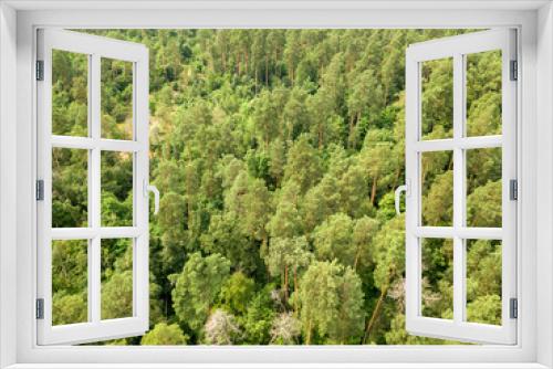 Fototapeta Naklejka Na Ścianę Okno 3D - Green coniferous forest in summer. Aerial drone view.