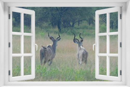 Fototapeta Naklejka Na Ścianę Okno 3D - Two large Spiral horned antelopes, Kudus in the African bushveld, in South Africa, North West, walking in a high grass field surrounded by bushy leafy green trees. View from behind, side and front.