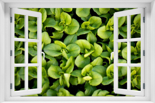 Fototapeta Naklejka Na Ścianę Okno 3D - seedling close up