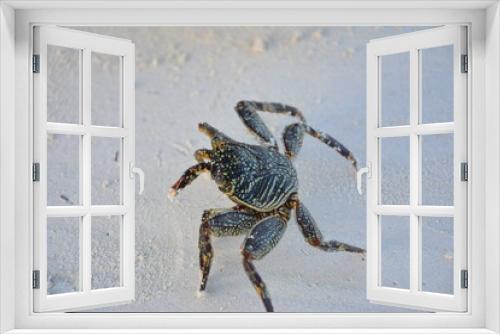 Fototapeta Naklejka Na Ścianę Okno 3D - Krab, Afryka, morze, piasek, wakacje, skorupiak 