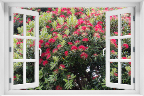 Fototapeta Naklejka Na Ścianę Okno 3D - Pohutukawa tree in bloom, Wellington, New Zealand.