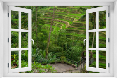 Fototapeta Naklejka Na Ścianę Okno 3D - rice terraces bali ubud indonesia