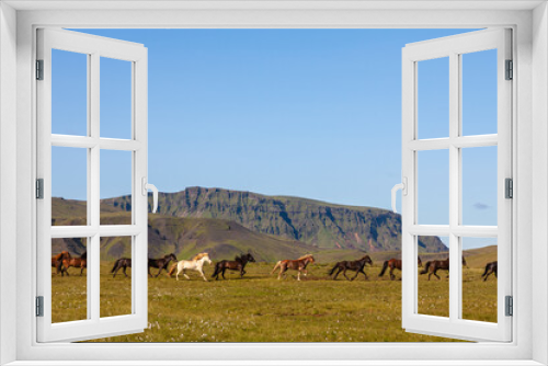 Fototapeta Naklejka Na Ścianę Okno 3D - Icelandic Horses Running Across a Field in Iceland