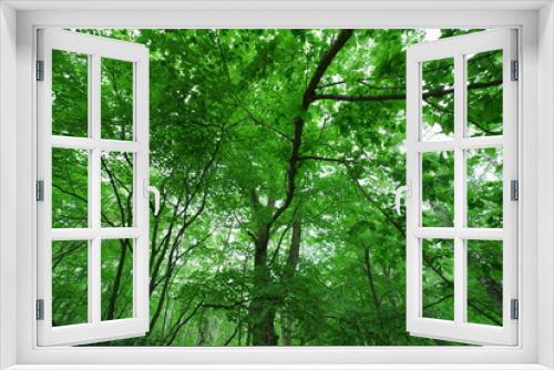 Fototapeta Naklejka Na Ścianę Okno 3D - white birch Plateau Woods Nature
