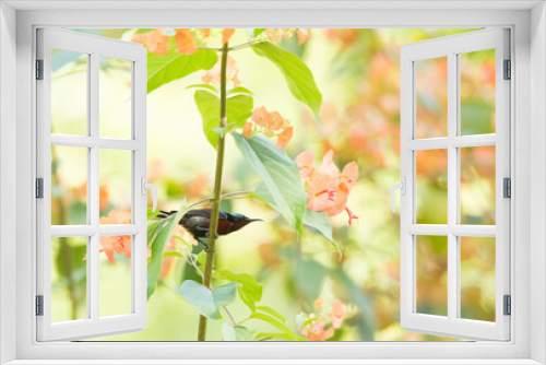 Fototapeta Naklejka Na Ścianę Okno 3D - Van Hasselt’s Sunbird