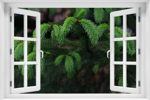 Fototapeta Naklejka Na Ścianę Okno 3D - Spring background. Young Christmas spruce tree with small cones. Spring green spruce in the forest. Christmas wallpaper concept. Detail of fresh spruce branch in forest. Soft focus. 