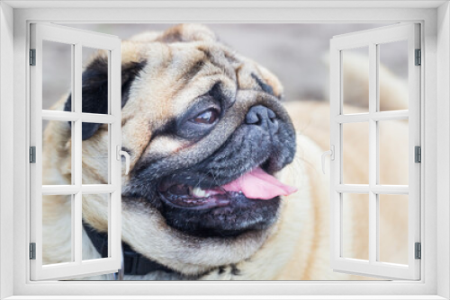 Fototapeta Naklejka Na Ścianę Okno 3D - Portrait of a pug dog. Puppy shows tongue