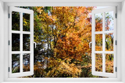 Fototapeta Naklejka Na Ścianę Okno 3D - Fall foliage in the autumn season