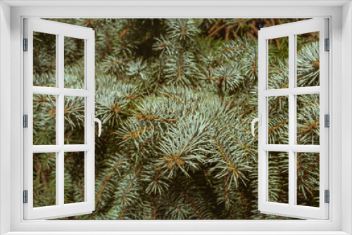 Fototapeta Naklejka Na Ścianę Okno 3D - Blue spruce. Spruce branch. Christmas tree in nature. A beautiful fir branch with needles. Spruce close-up. Selective focus blur.