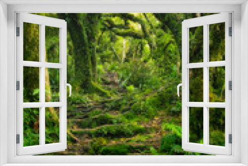 Fototapeta Naklejka Na Ścianę Okno 3D - Pathway through mysterious forest with moss-covered trees, ferns and roots in the so-called goblin forest on Mount Taranaki, North Island, New Zealand

