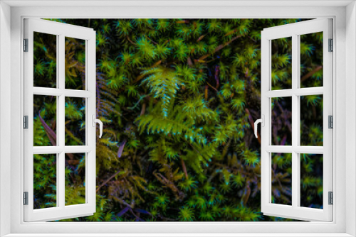 Fototapeta Naklejka Na Ścianę Okno 3D - fern in the forest