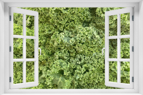 Fototapeta Naklejka Na Ścianę Okno 3D - A bunch of fresh green kale leaves