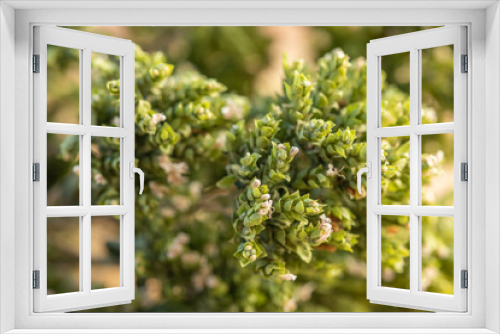 Fototapeta Naklejka Na Ścianę Okno 3D - Dried oregano close up, a sprig of dry oregano, spice, aromatic herb, selective focus