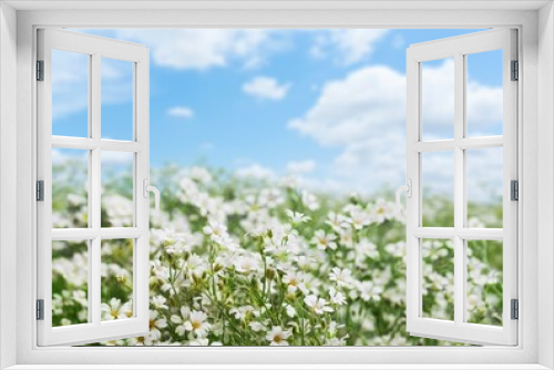 Fototapeta Naklejka Na Ścianę Okno 3D - Chamomile flower field. Camomile in the nature at sunny day in sun light