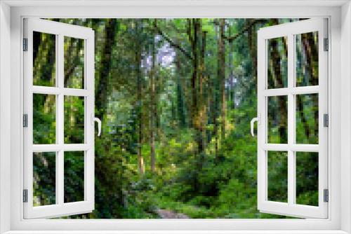 Fototapeta Naklejka Na Ścianę Okno 3D - Trail Through the Forest